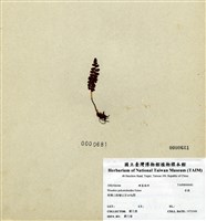 藏品(岩蕨)的圖片